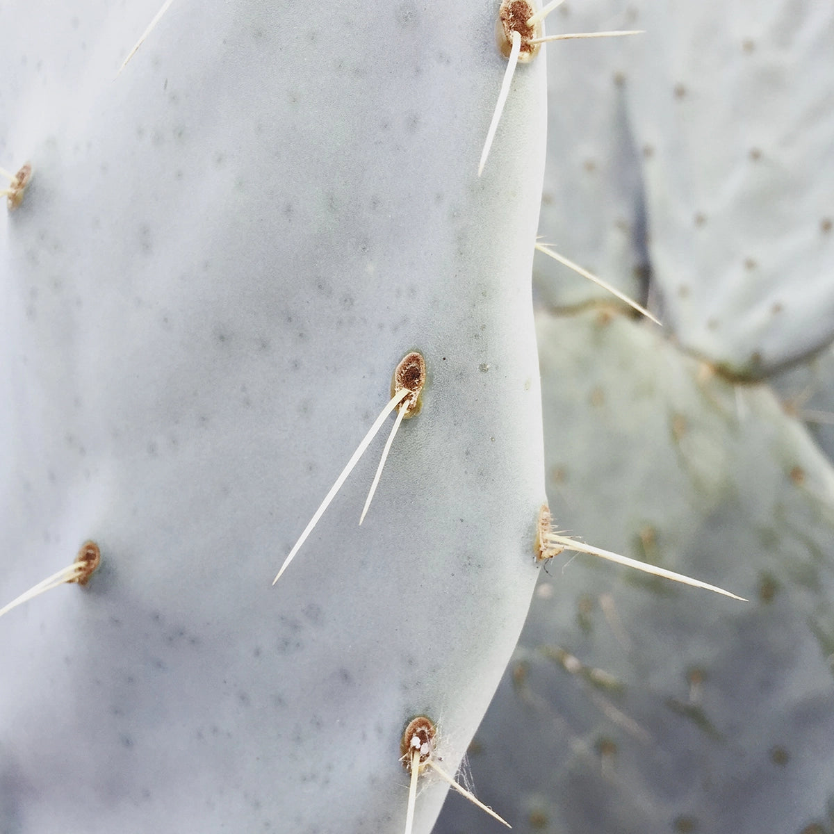 Cactus III