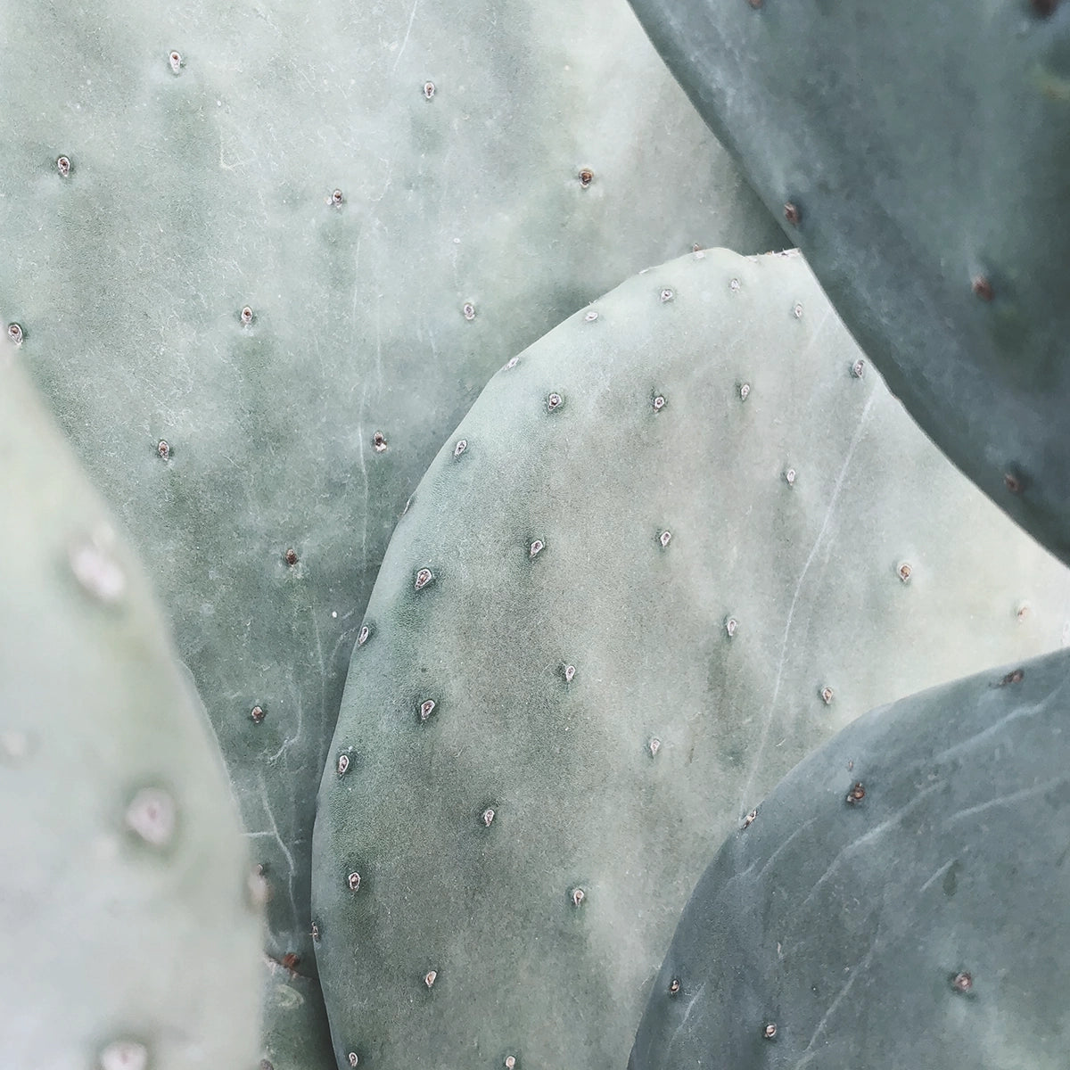 Cactus II