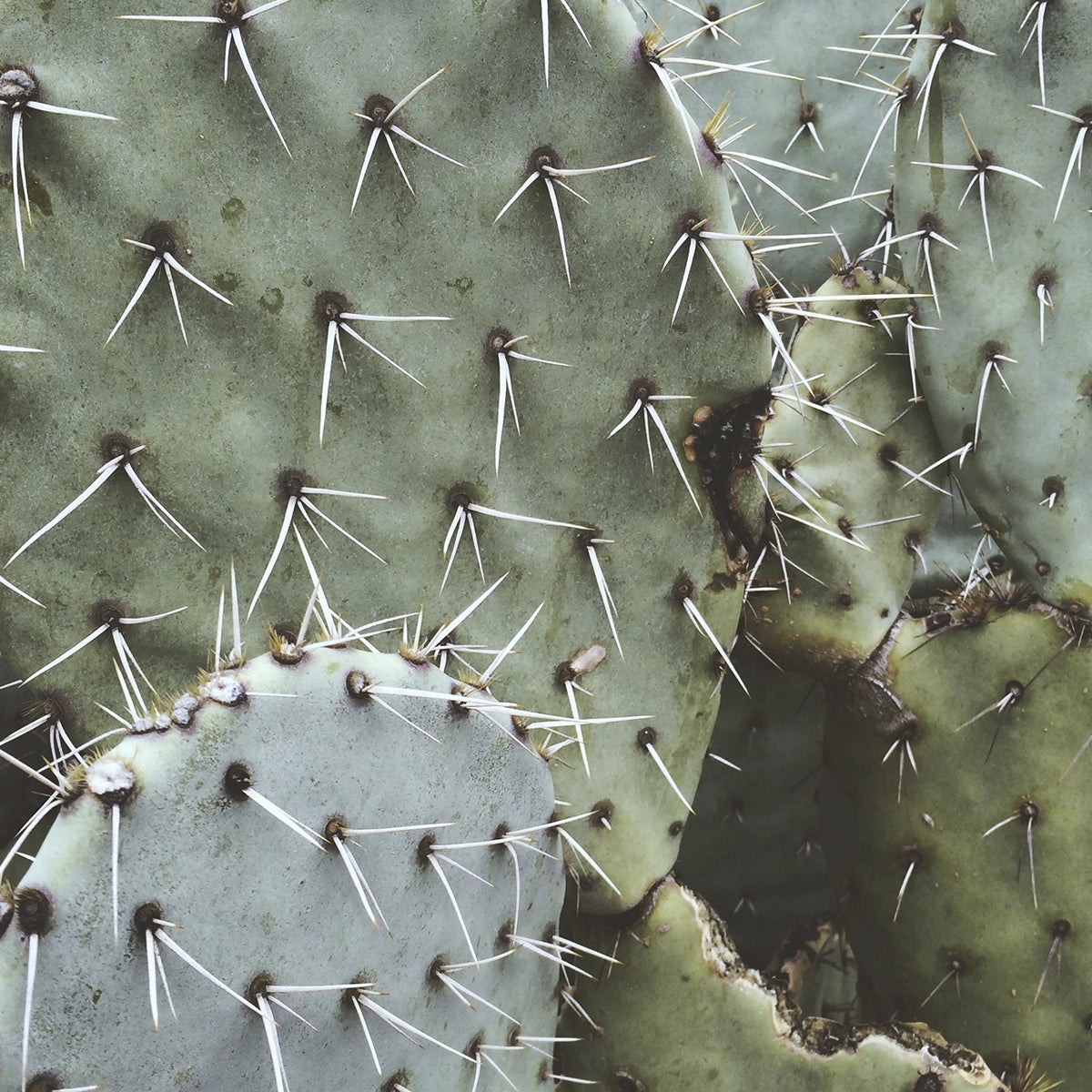 Cactus IV