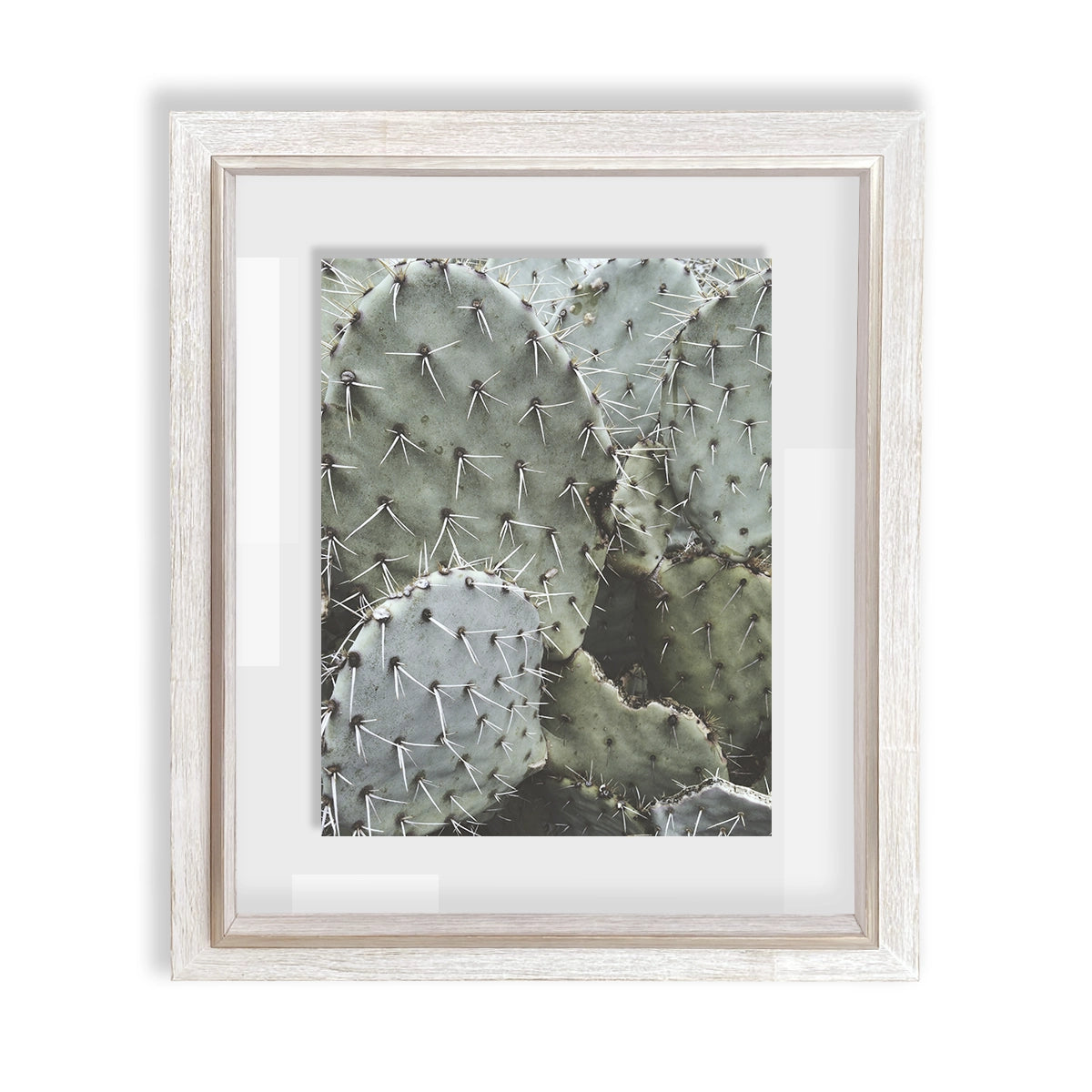Cactus IV
