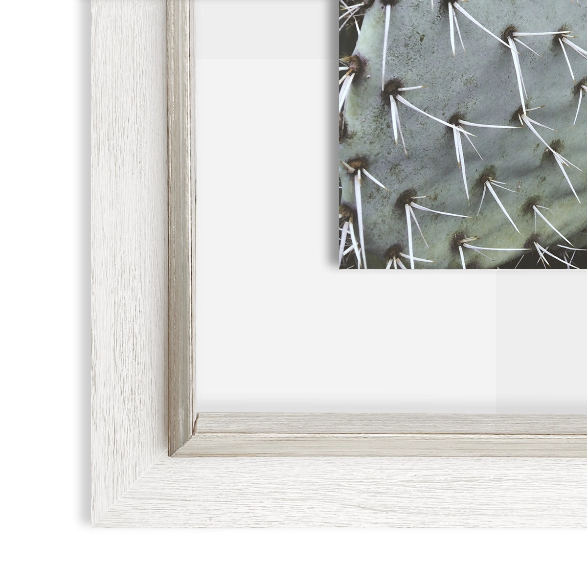 Cactus IV