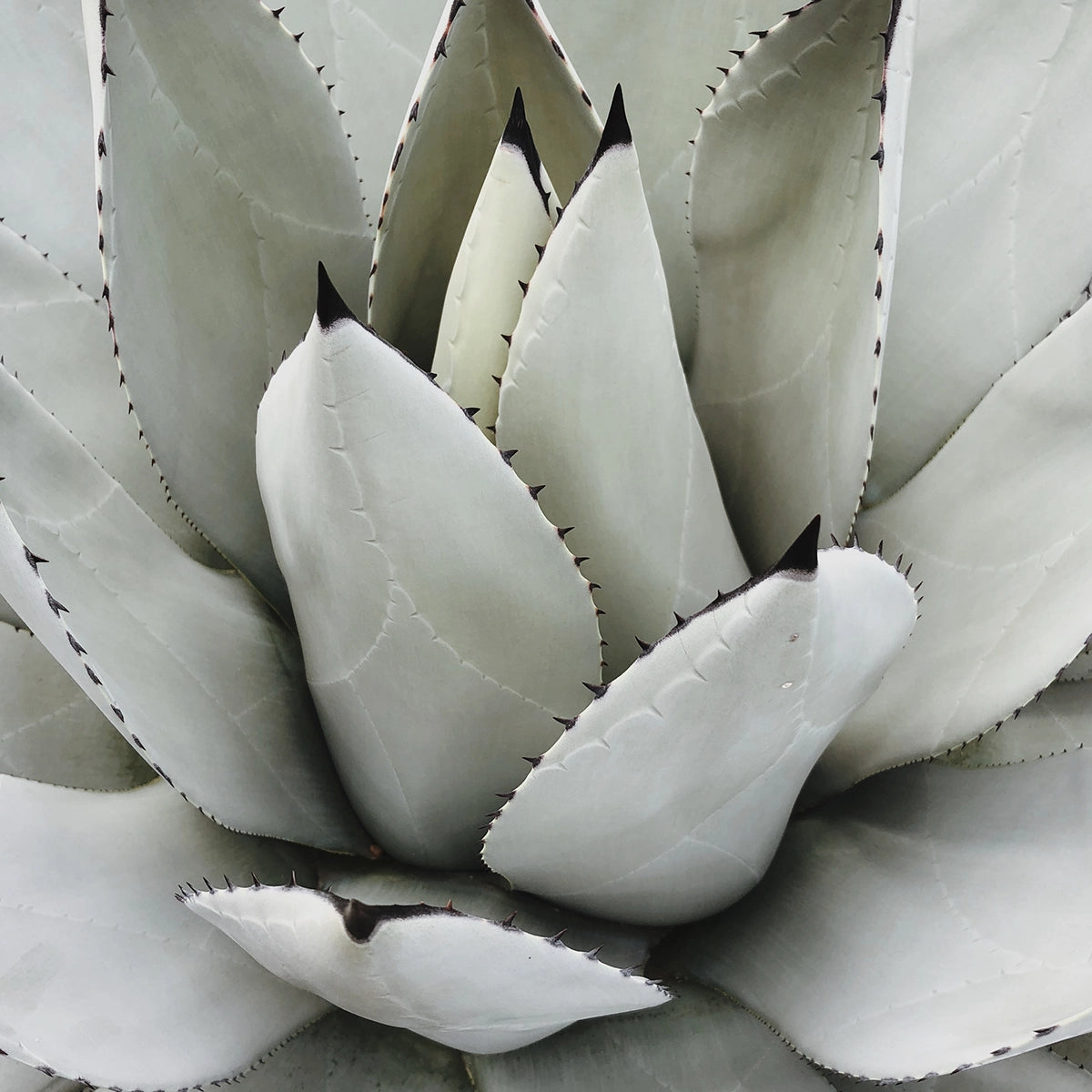 Cactus I