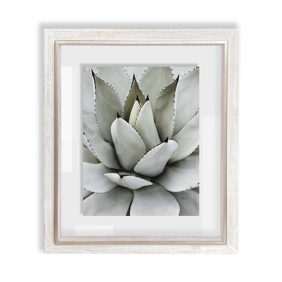 Cactus I