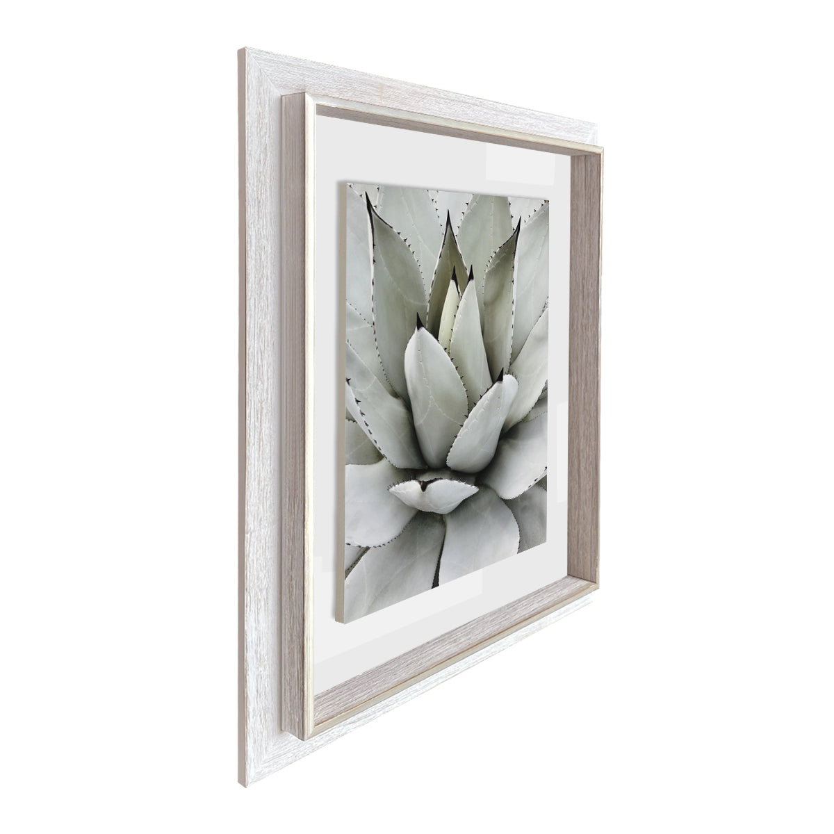 Cactus I