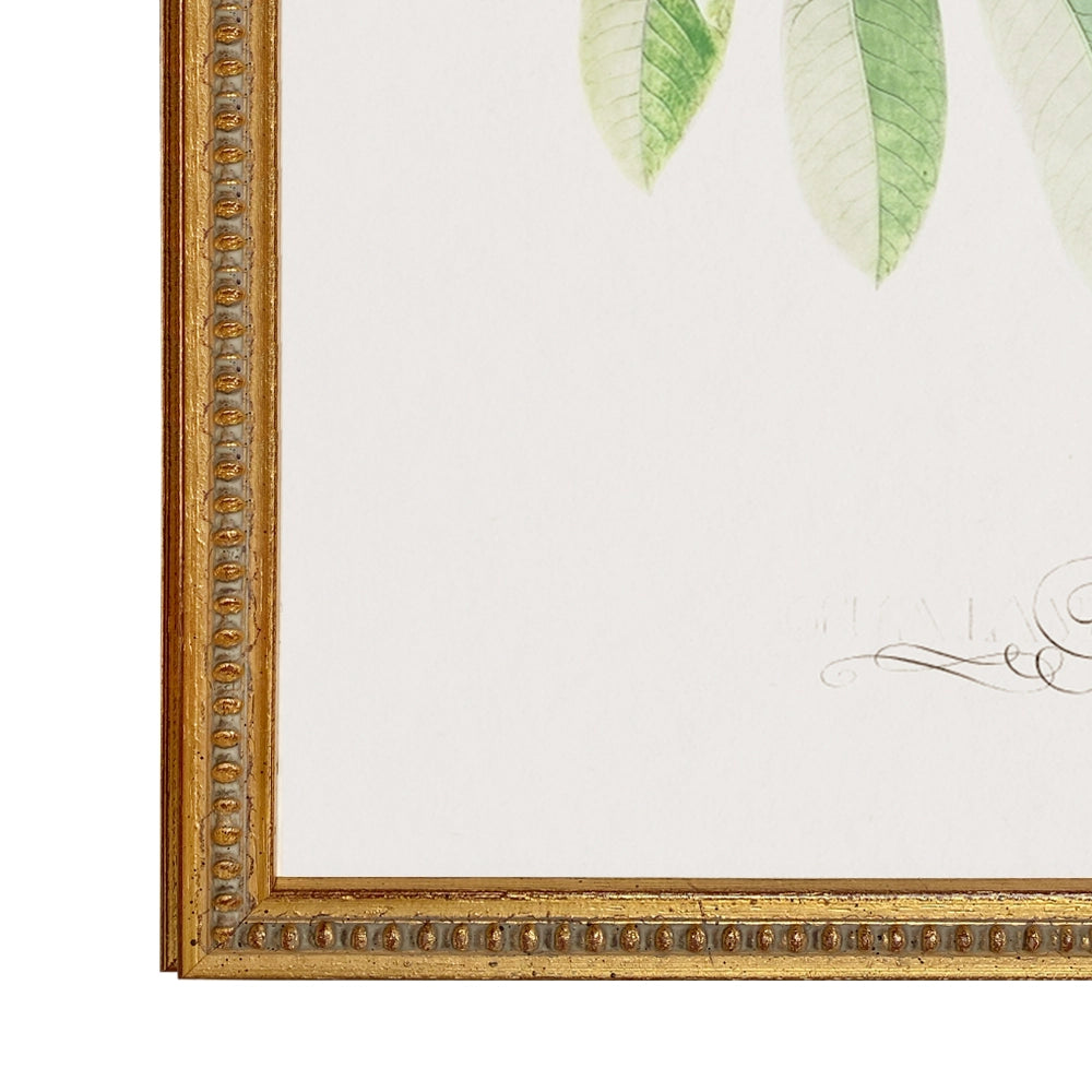 Colección Estudio de Plantas