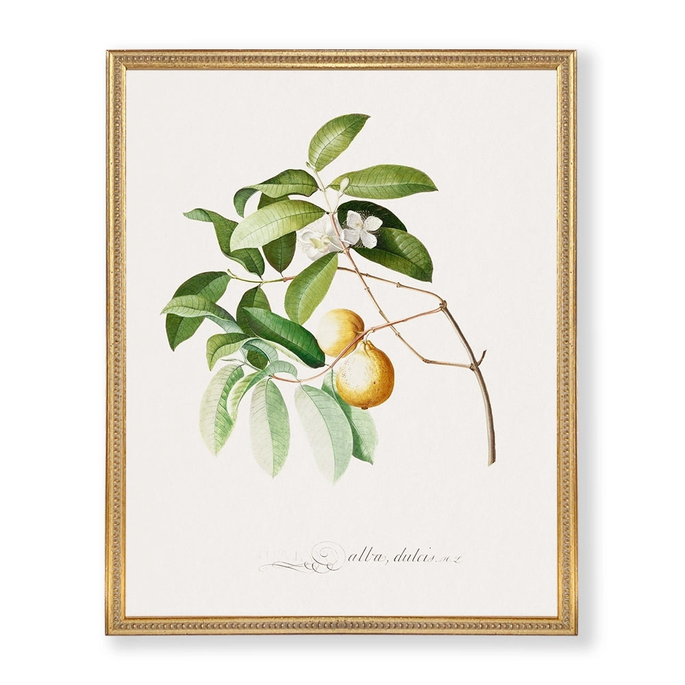 Colección Estudio de Plantas