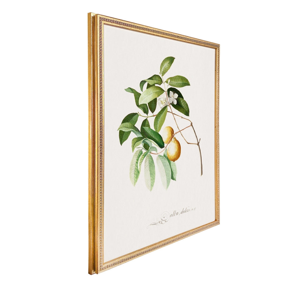 Colección Estudio de Plantas