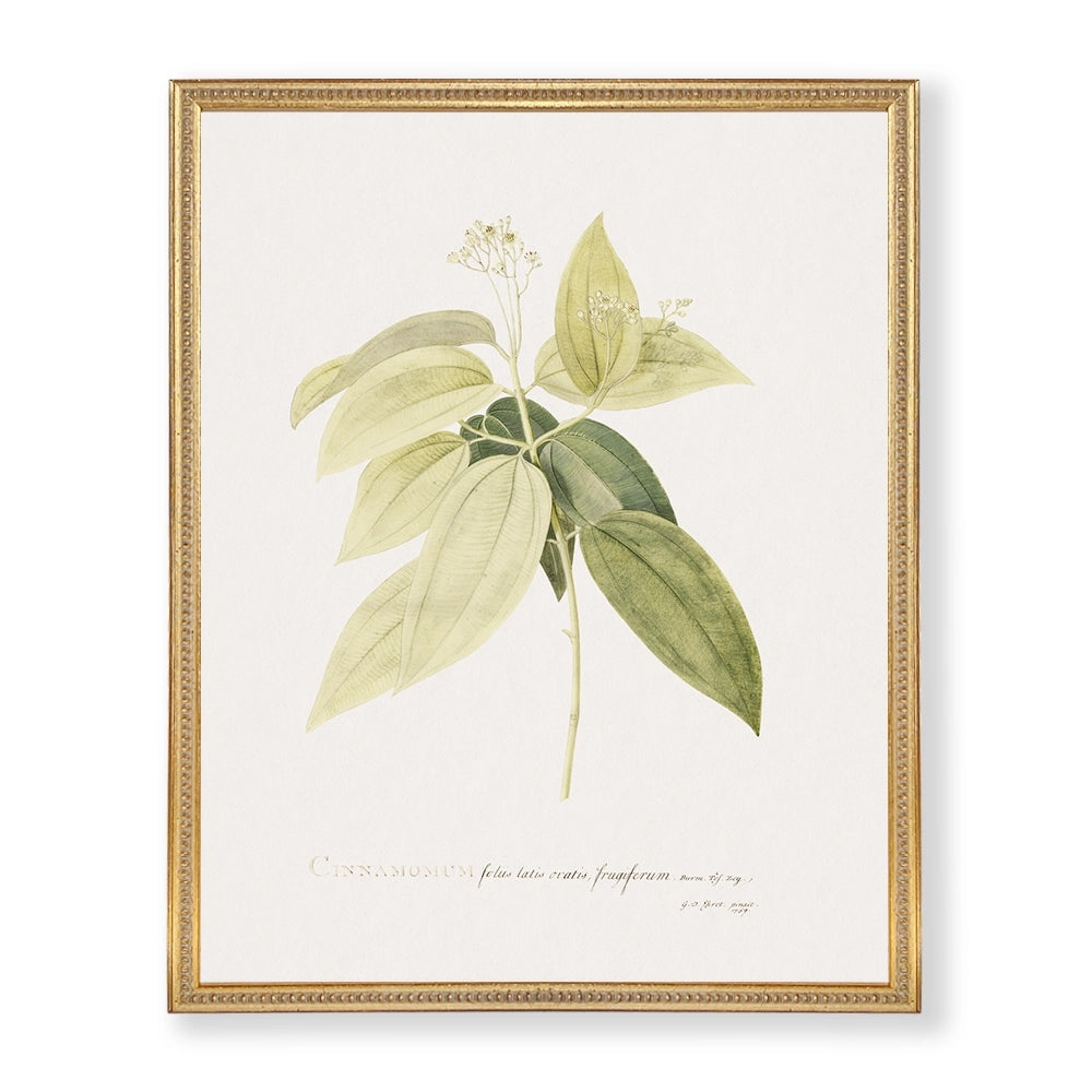 Colección Estudio de Plantas