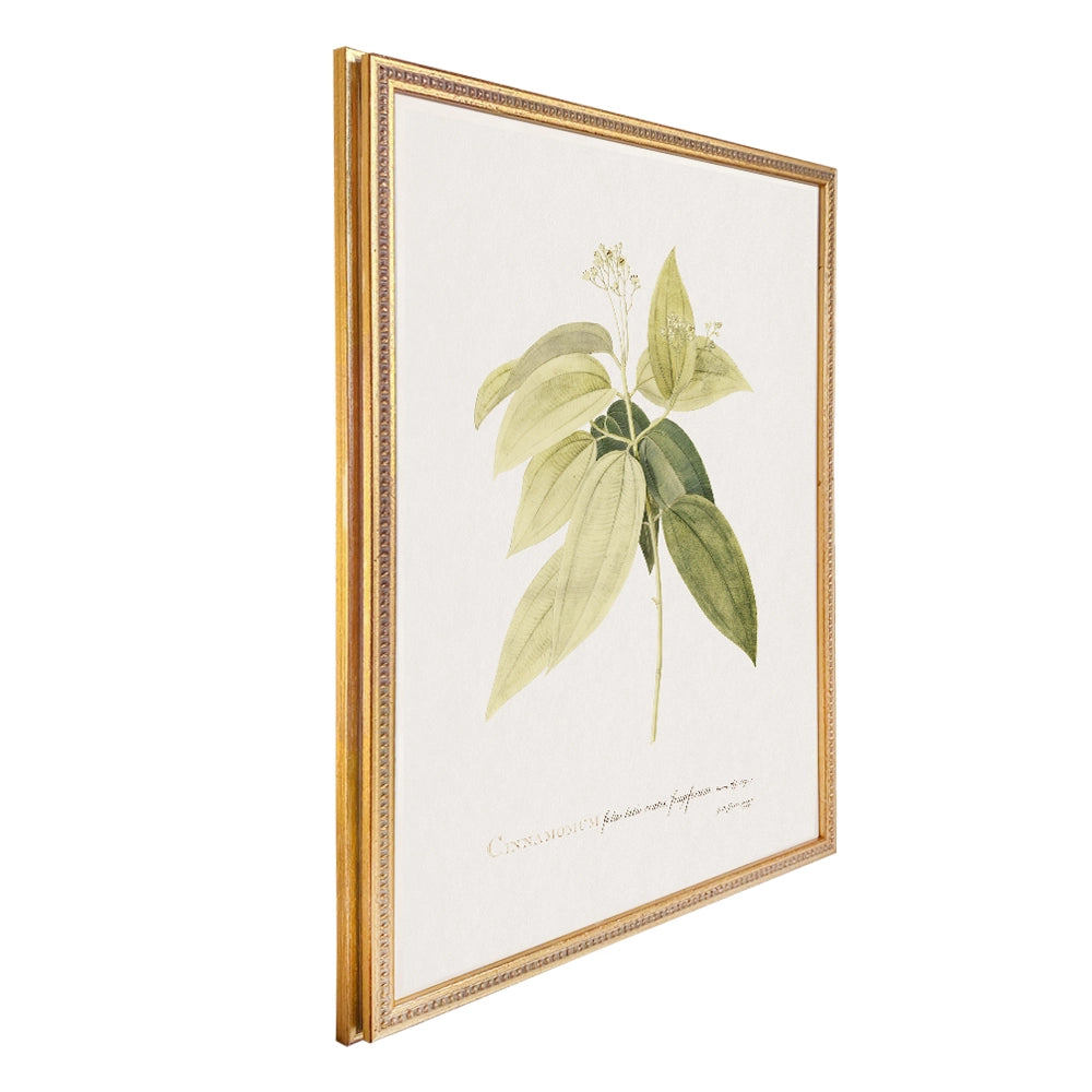 Colección Estudio de Plantas