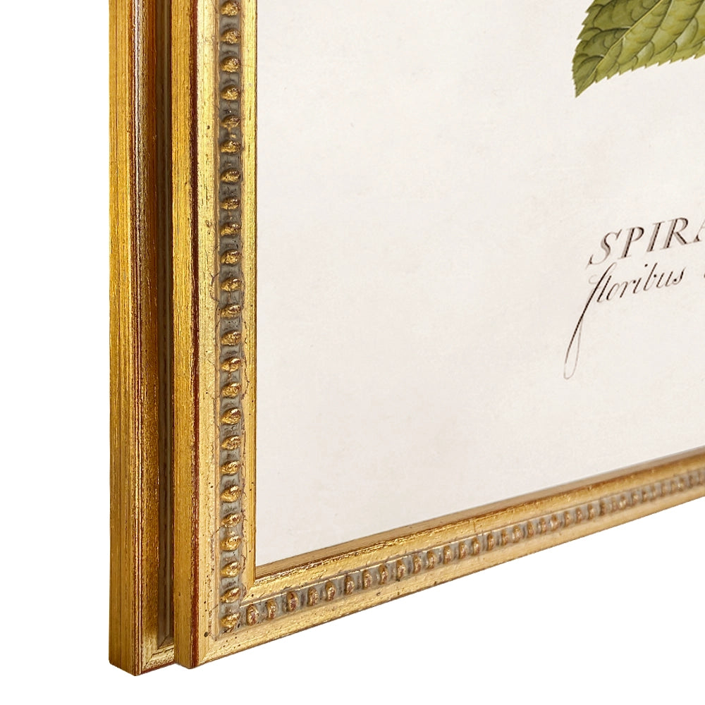 Colección Estudio de Plantas