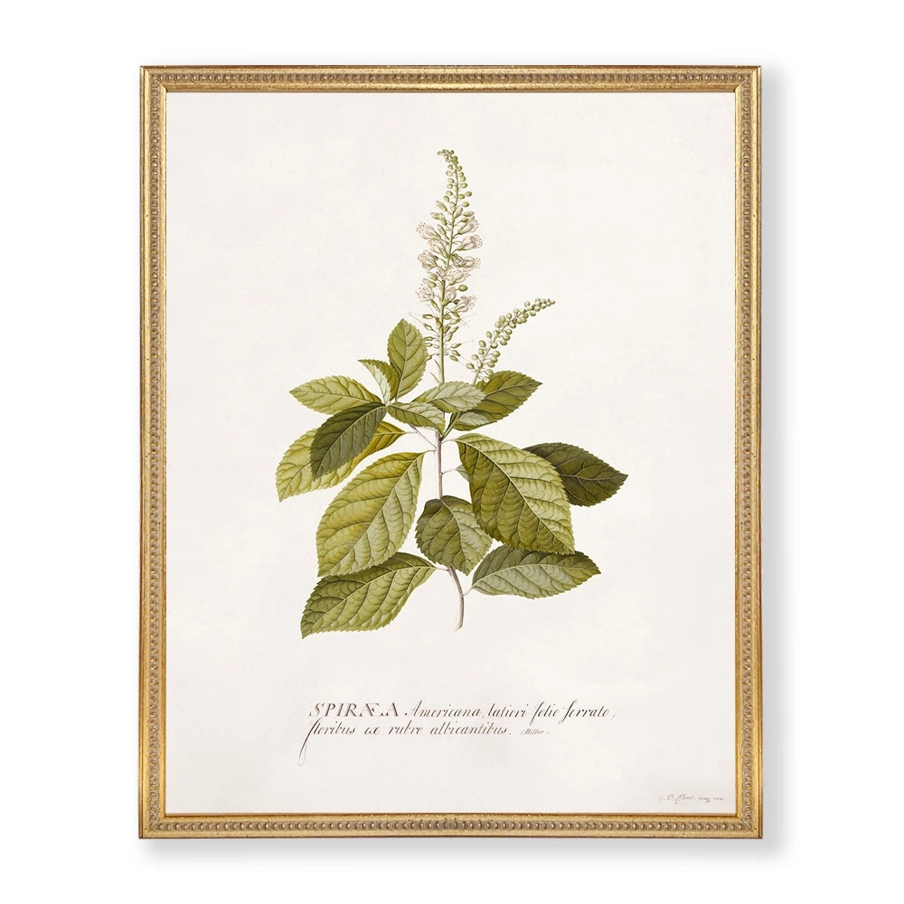 Colección Estudio de Plantas