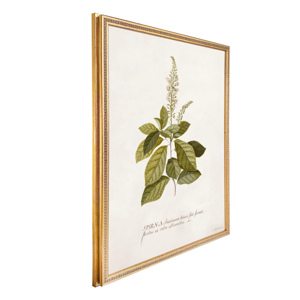 Colección Estudio de Plantas