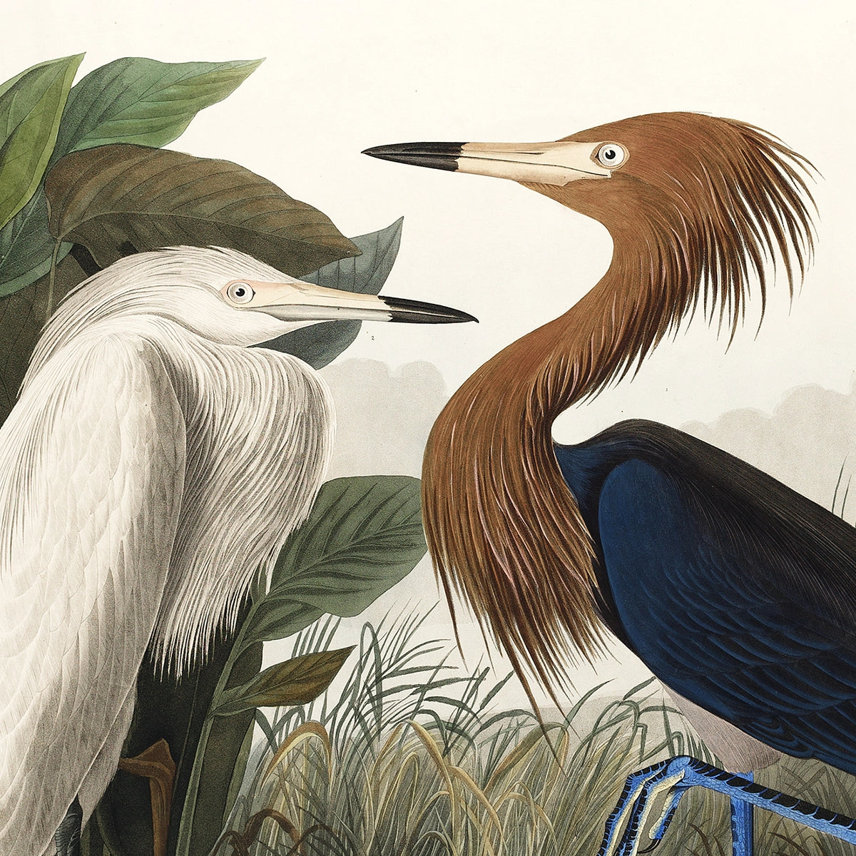 Purple Heron