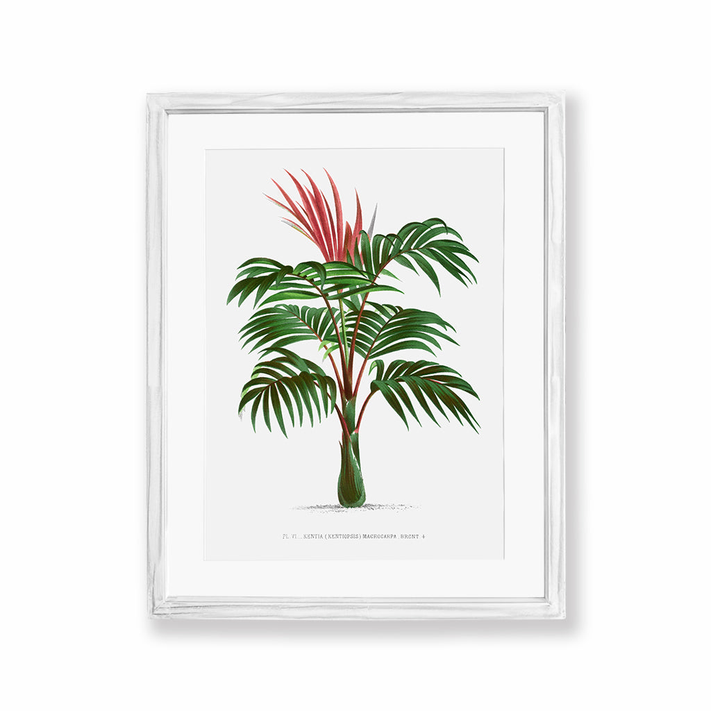 Kentia Palm