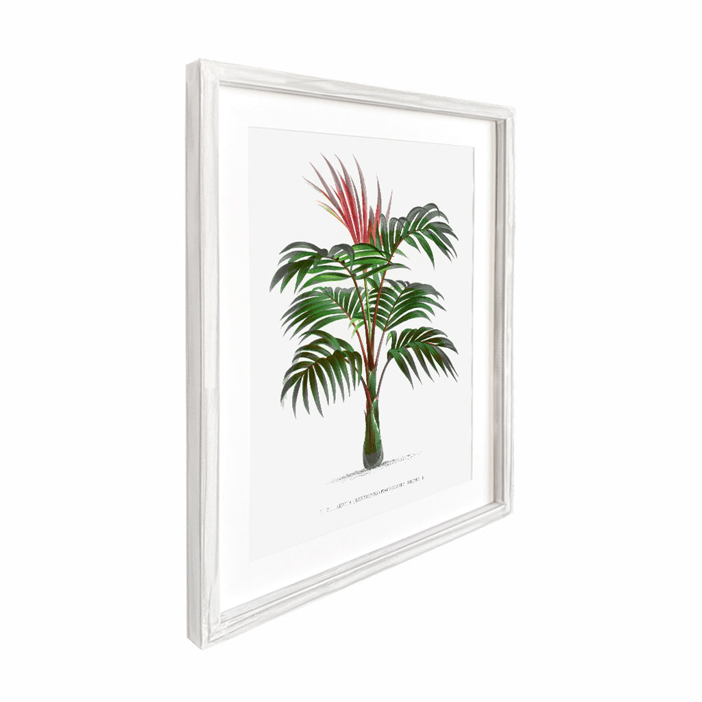 Kentia Palm