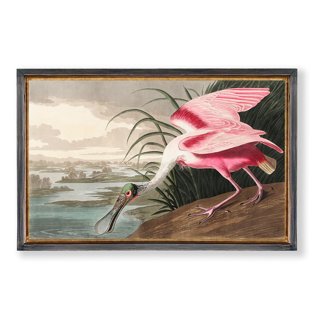 Espátula Rosada