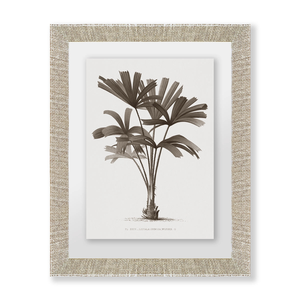 Palmera III