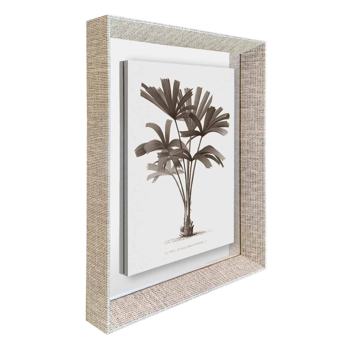 Palmera III