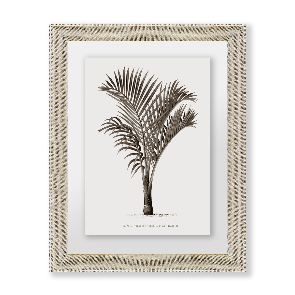 Palmera II