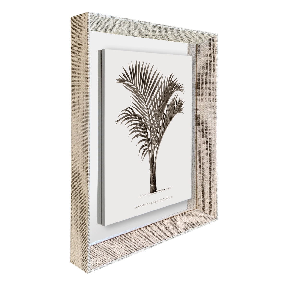 Palmera II
