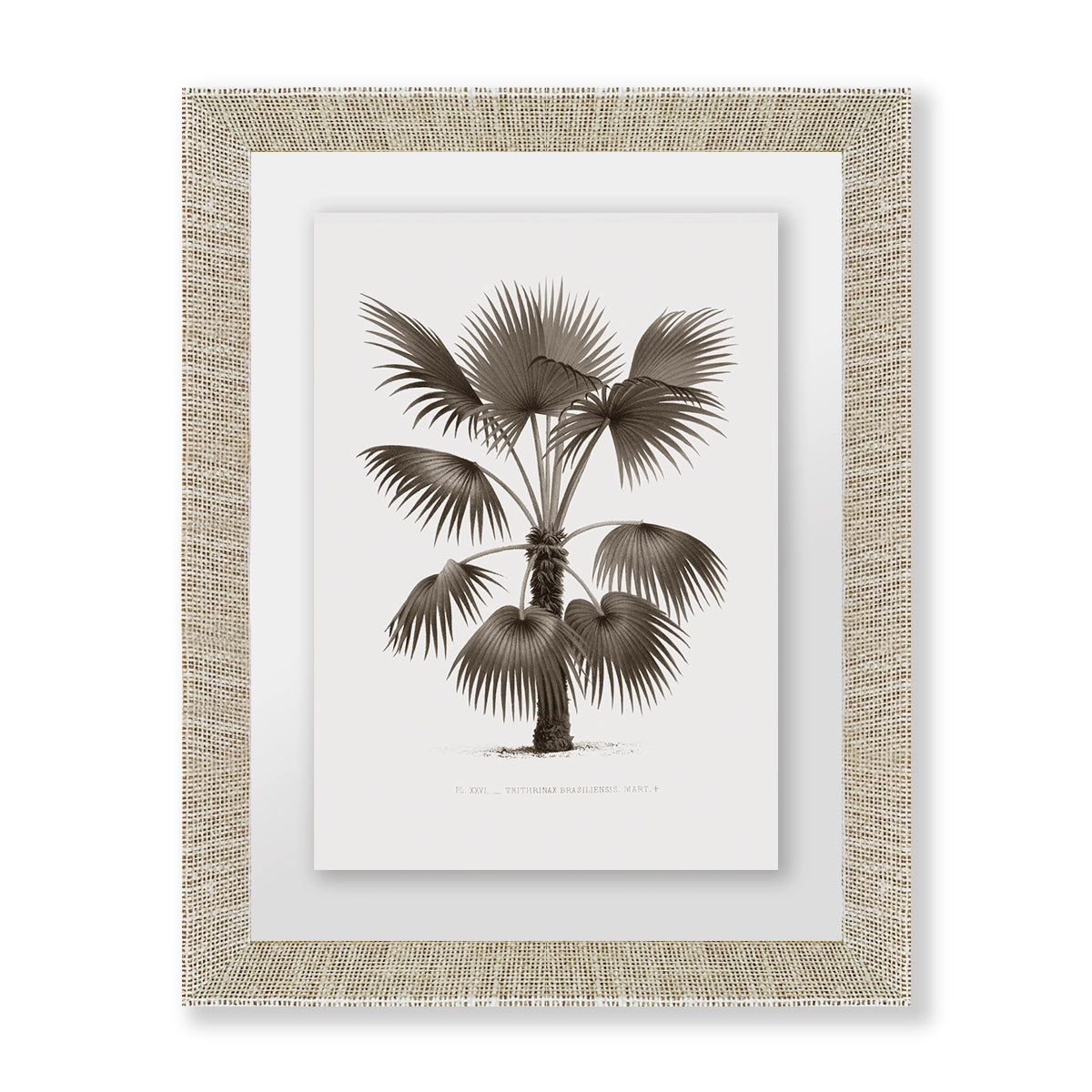 Palmera IV