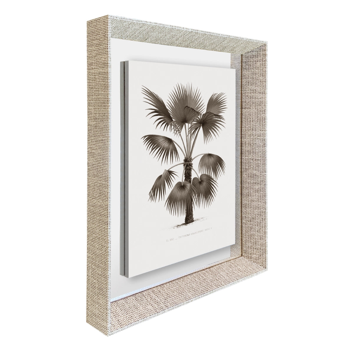 Palmera IV