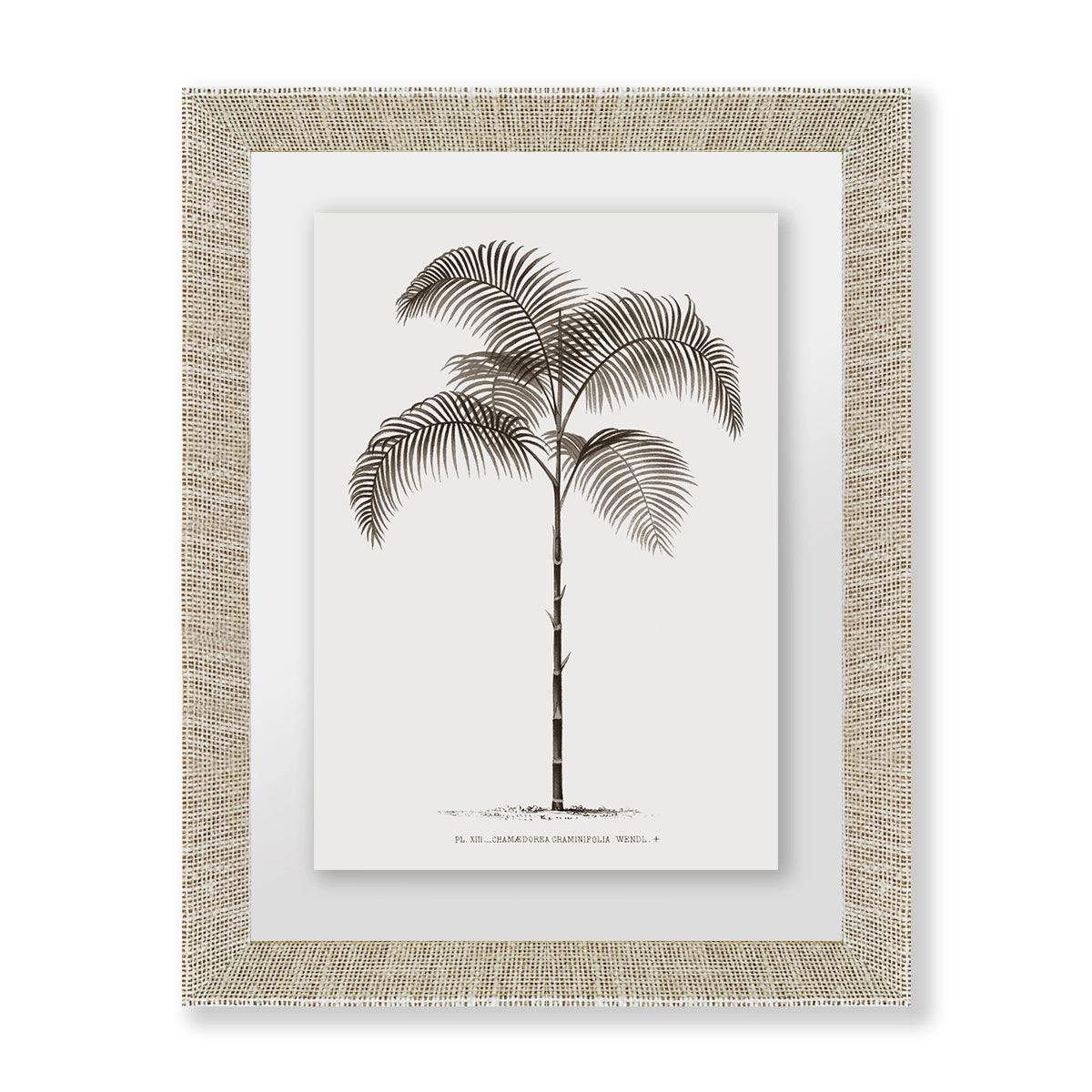 Palmera I