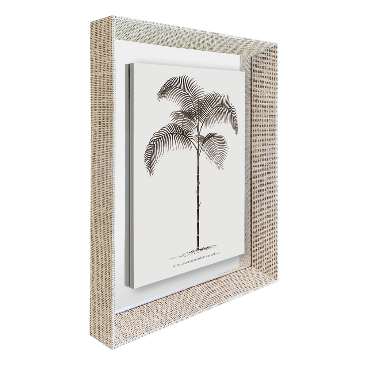 Palmera I