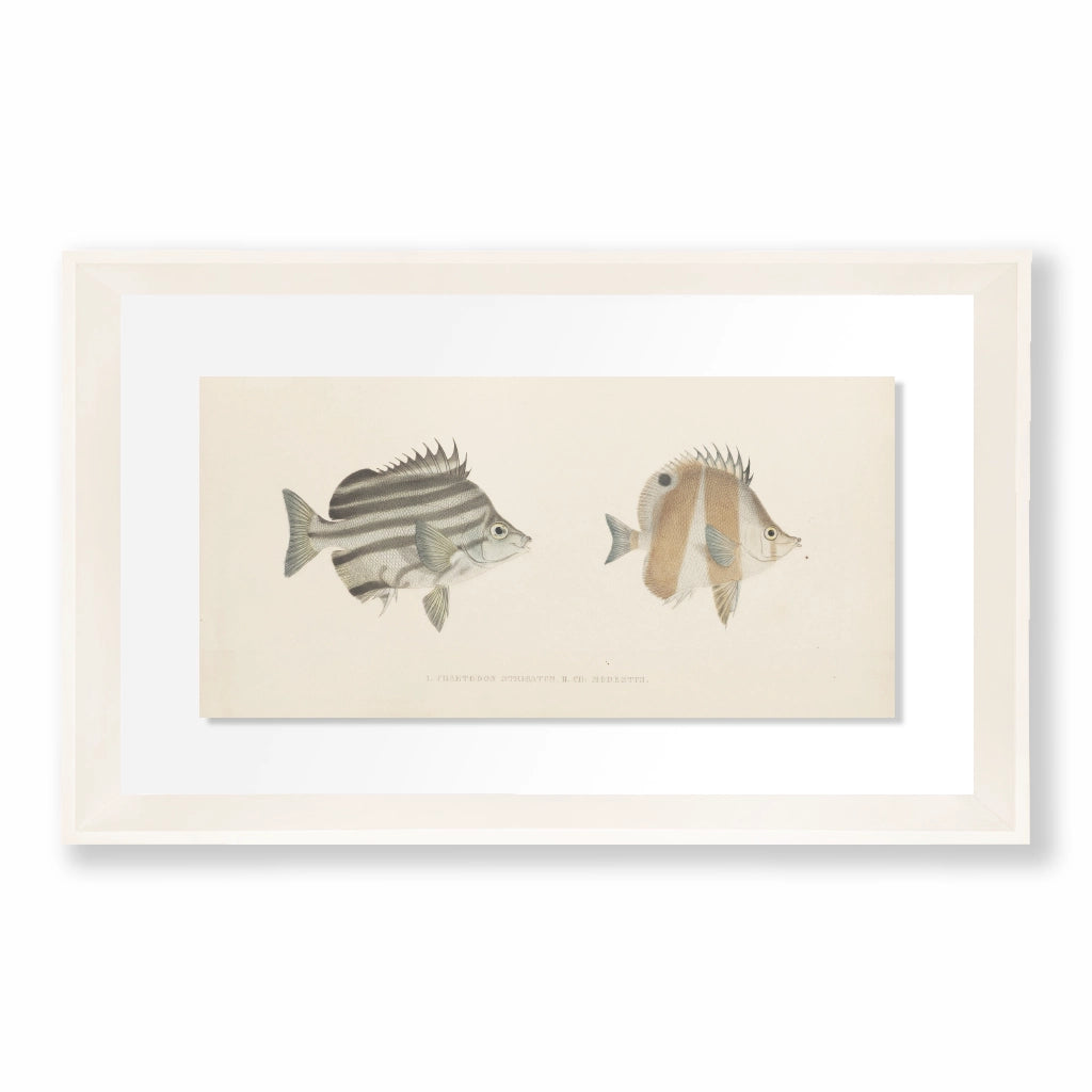 Colección Bajo el Mar