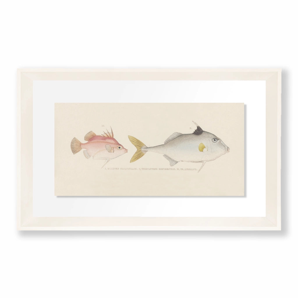 Colección Bajo el Mar