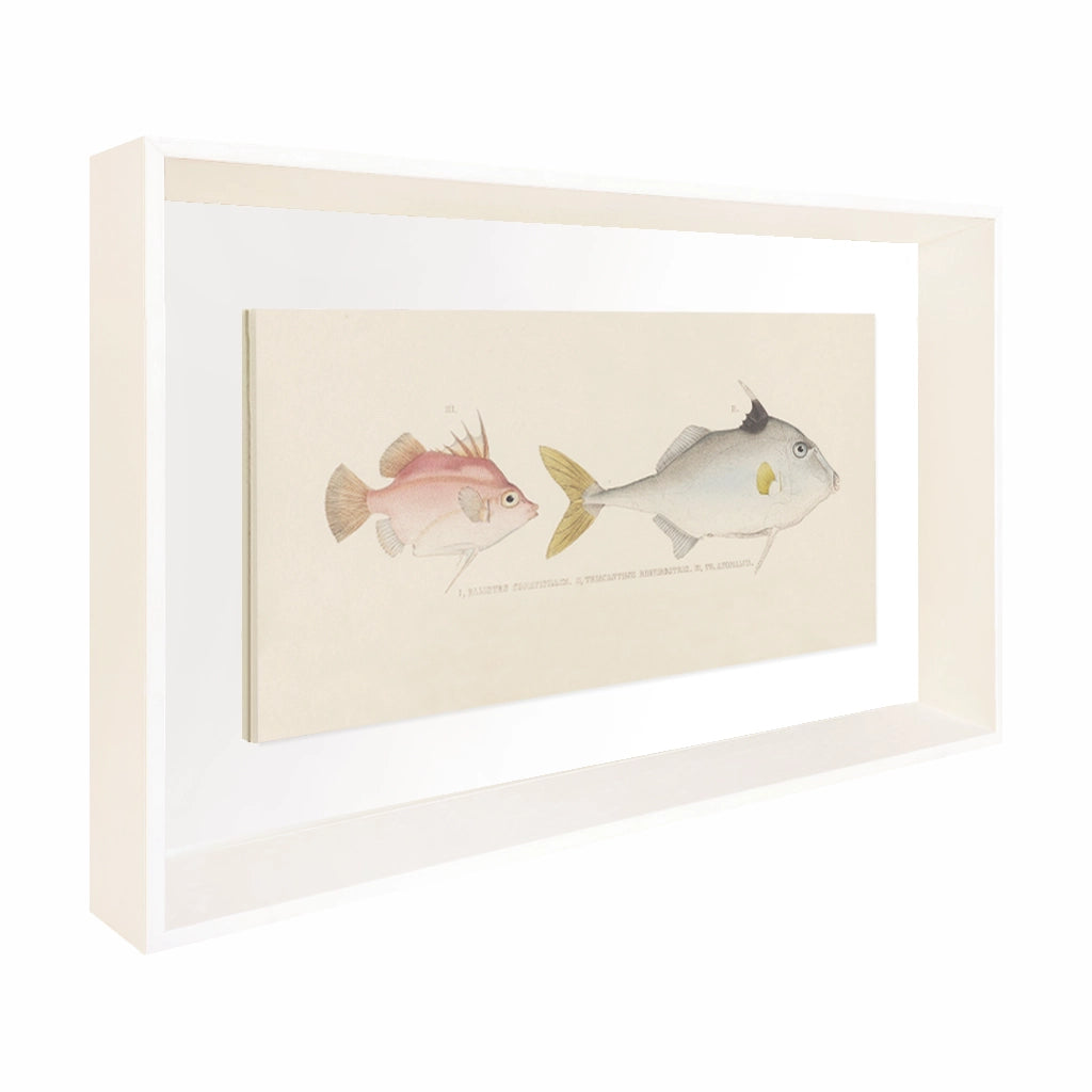 Colección Bajo el Mar