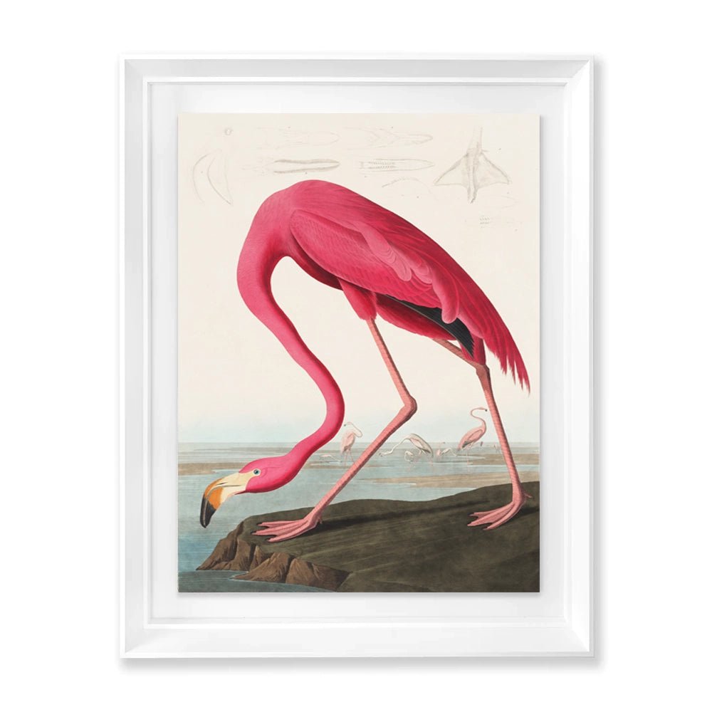 American Bird (Pink) - Cuadros decorativos de La Casa de los Cuadros - Decora tu casa en La Casa de los Cuadros