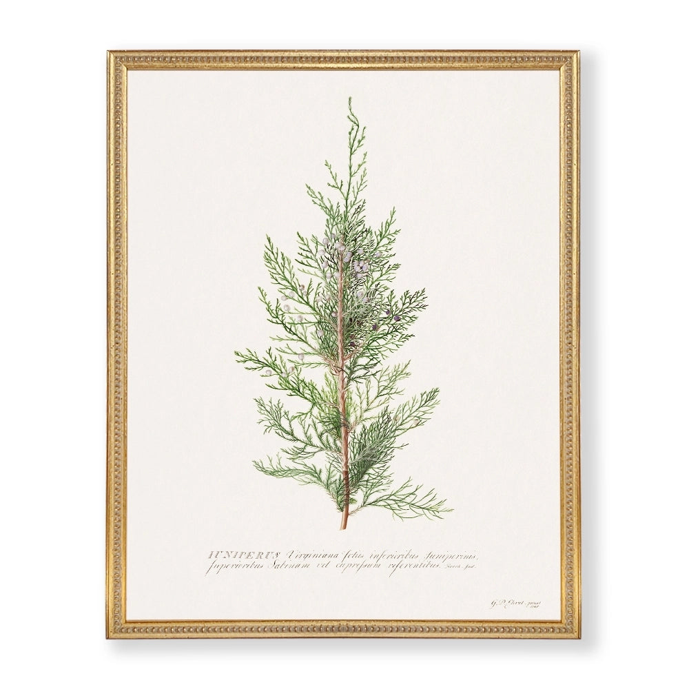 Colección Estudio de Plantas