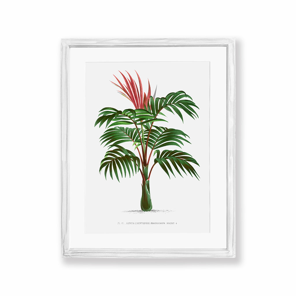 Colección Palm Life