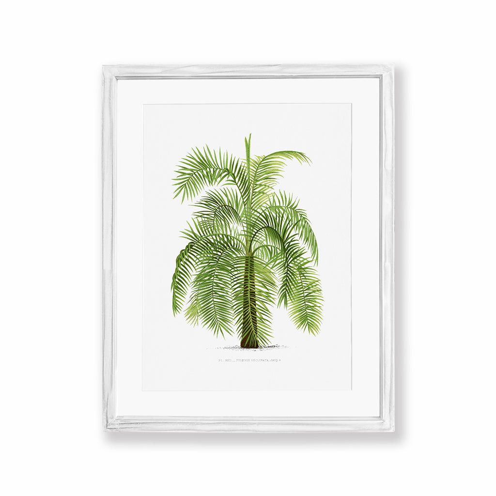 Colección Palm Life