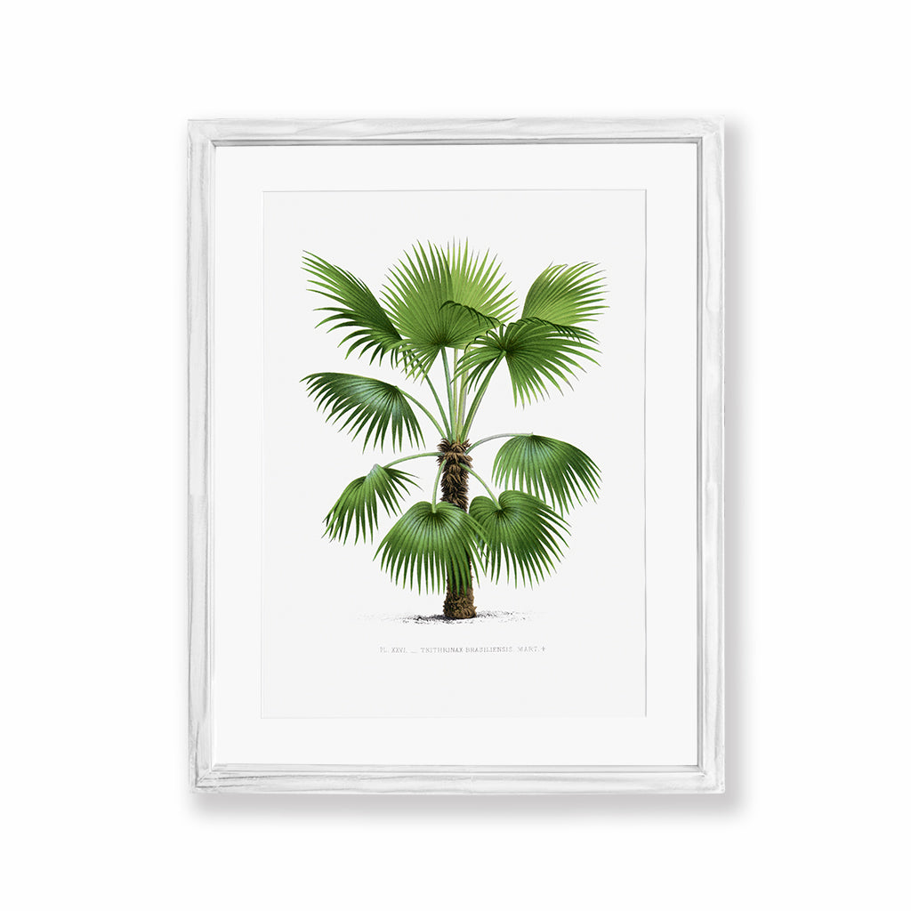 Trithrinax Palm